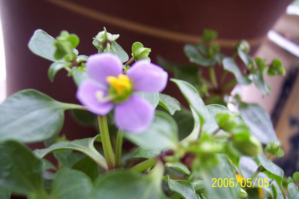 ����ͩ��С��ͩ��˫��Ƥ��