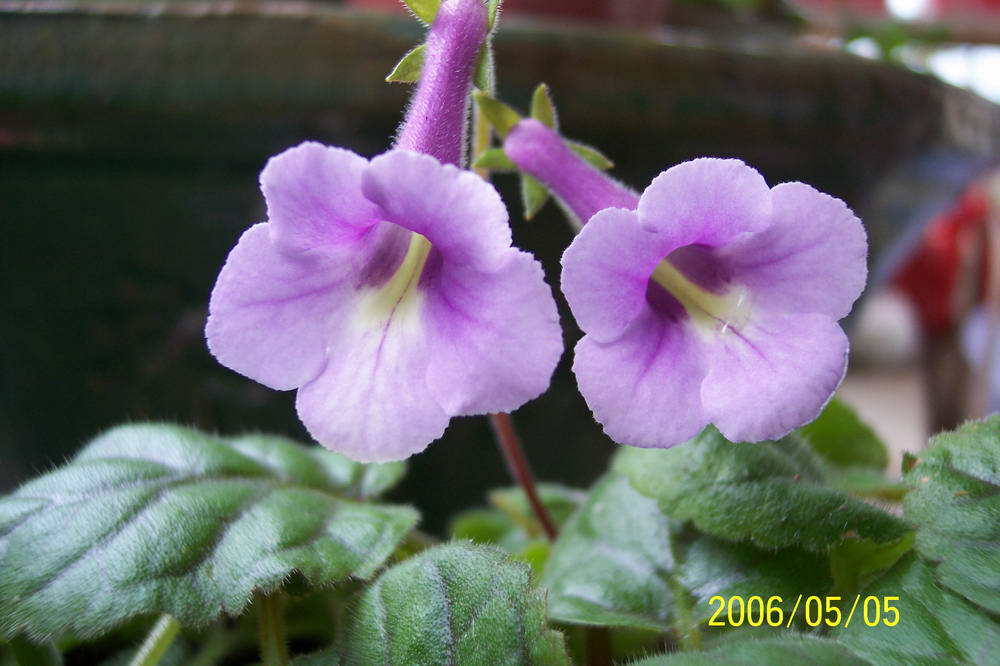 ����ͩ��С��ͩ��˫��Ƥ��