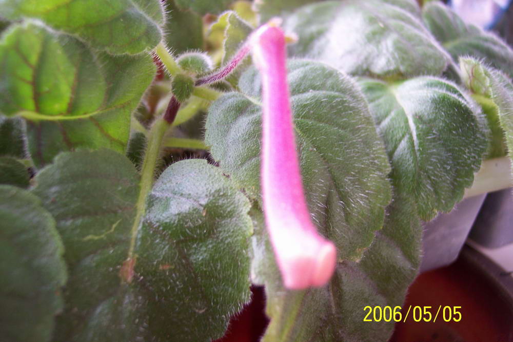 ����ͩ��С��ͩ��˫��Ƥ��