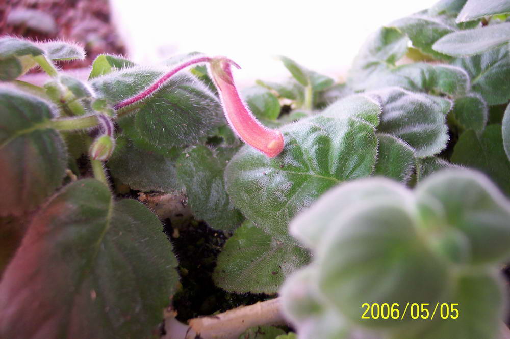 ����ͩ��С��ͩ��˫��Ƥ��