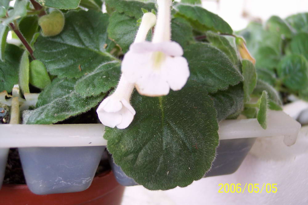 ����ͩ��С��ͩ��˫��Ƥ��