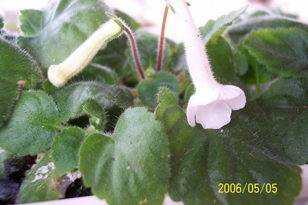 ����ͩ��С��ͩ��˫��Ƥ��