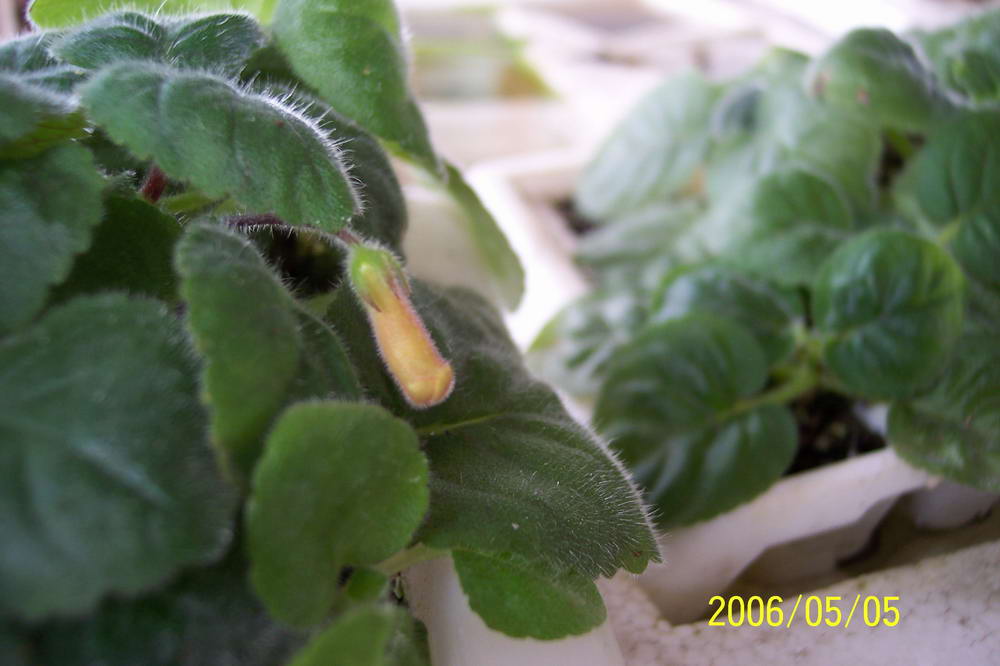 ����ͩ��С��ͩ��˫��Ƥ��