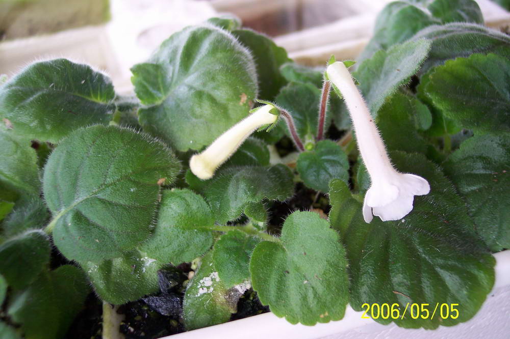 ����ͩ��С��ͩ��˫��Ƥ��