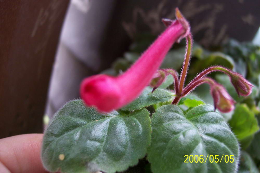 ����ͩ��С��ͩ��˫��Ƥ��