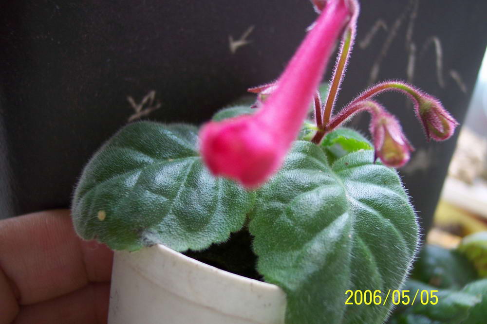 ����ͩ��С��ͩ��˫��Ƥ��