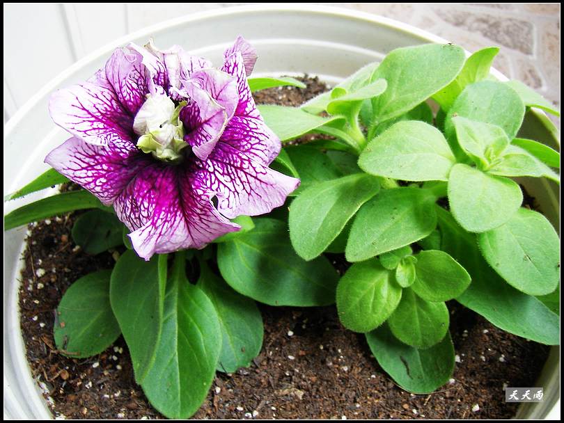 �Ź���ţ���������