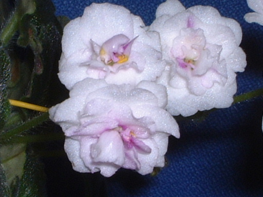 [ע��]İ�����������������ٿ��������Ծۻᣨ�ۻ�ʱ���Ѷ����뿴P3��