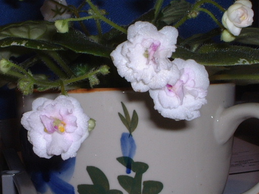 [ע��]İ�����������������ٿ��������Ծۻᣨ�ۻ�ʱ���Ѷ����뿴P3��