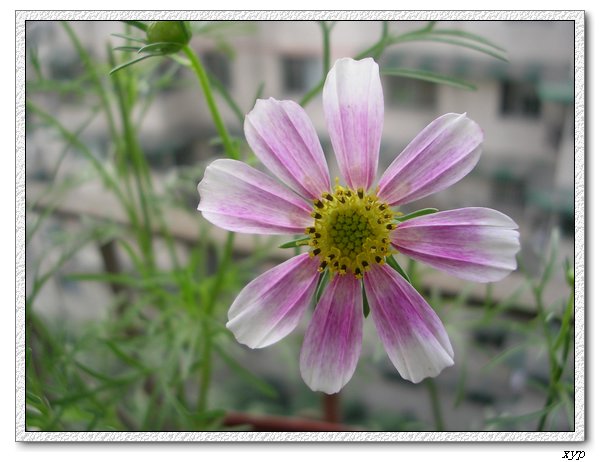 �ҵ�С��˹��