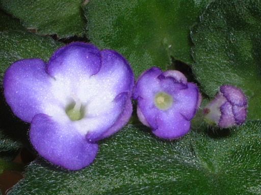 [ע��]İ�����������������ٿ��������Ծۻᣨ�ۻ�ʱ���Ѷ����뿴P3��