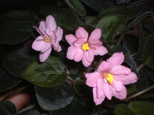 [ע��]İ�����������������ٿ��������Ծۻᣨ�ۻ�ʱ���Ѷ����뿴P3��