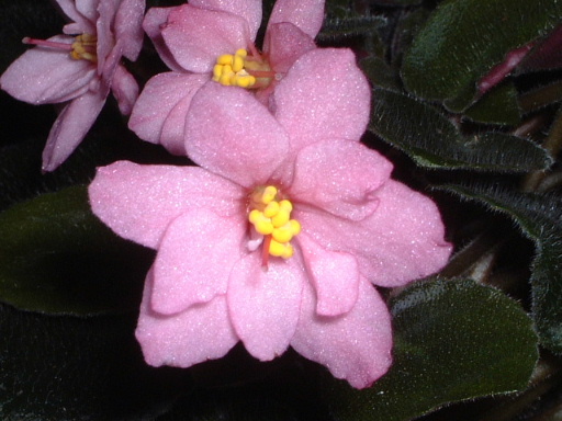 [ע��]İ�����������������ٿ��������Ծۻᣨ�ۻ�ʱ���Ѷ����뿴P3��