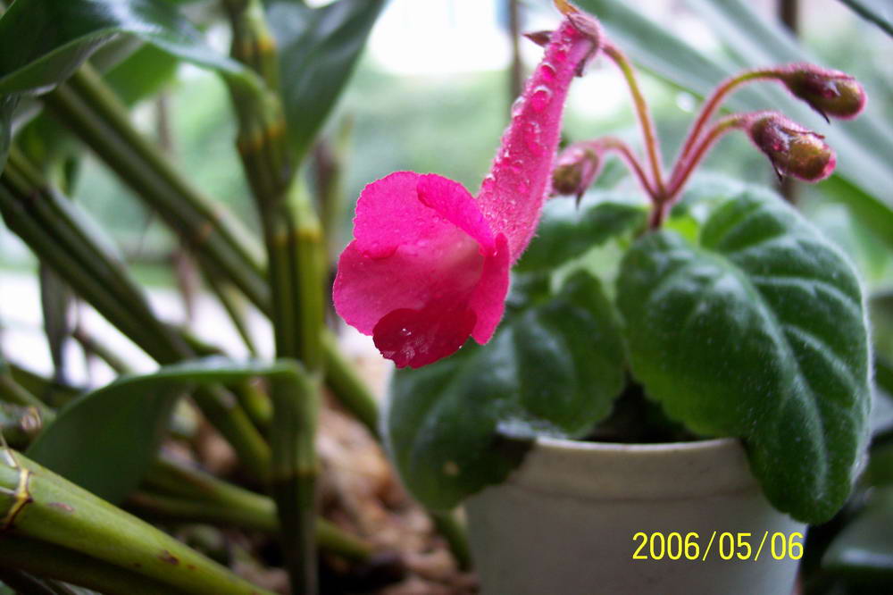 ����ͩ��С��ͩ��˫��Ƥ��