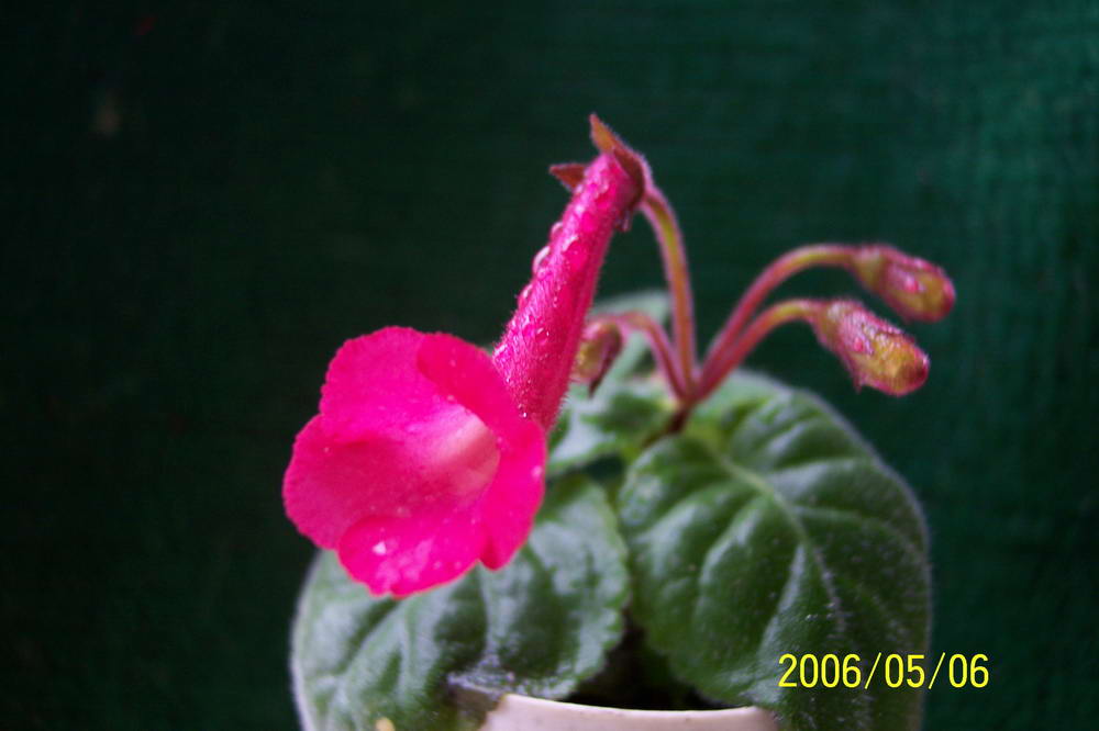 ����ͩ��С��ͩ��˫��Ƥ��