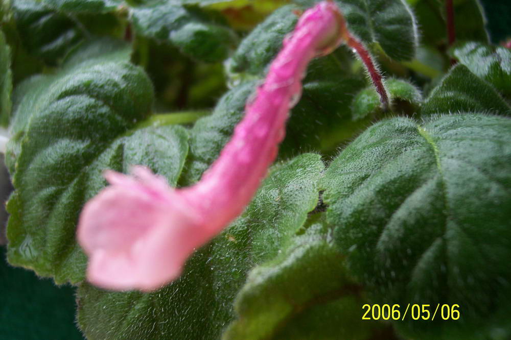 ����ͩ��С��ͩ��˫��Ƥ��