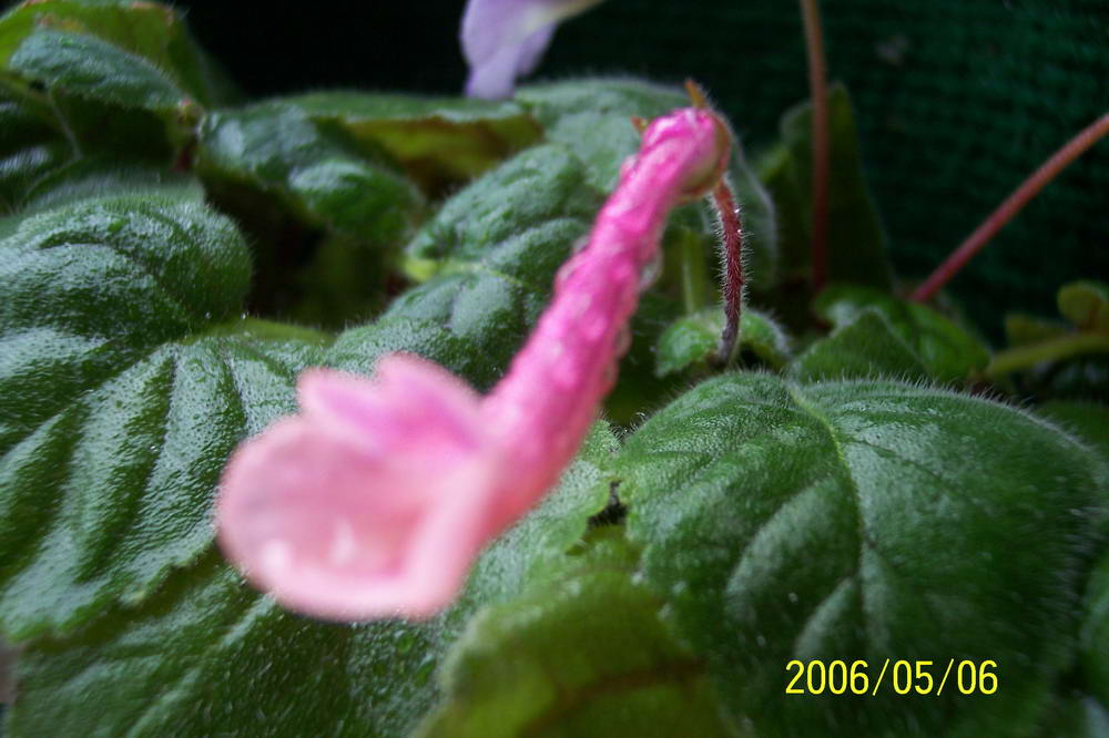 ����ͩ��С��ͩ��˫��Ƥ��