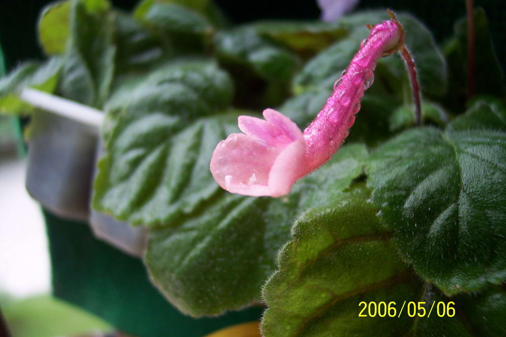 ����ͩ��С��ͩ��˫��Ƥ��