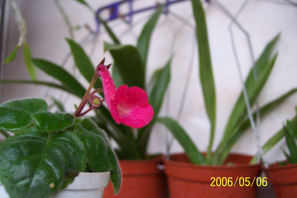 ����ͩ��С��ͩ��˫��Ƥ��