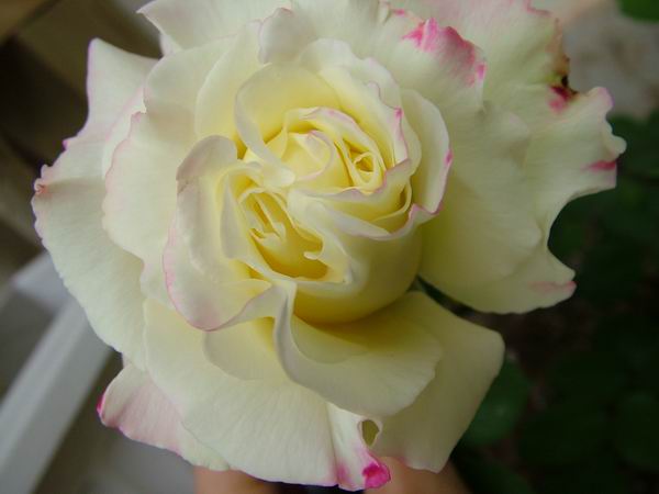 ż�Ļ���ż��Ժ��