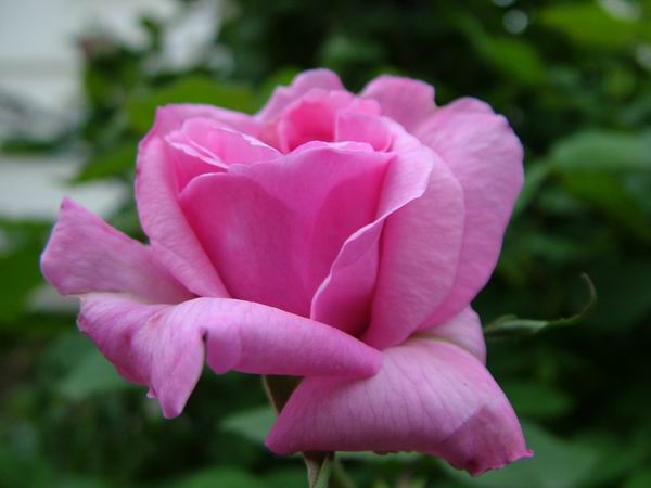 ż�Ļ���ż��Ժ��