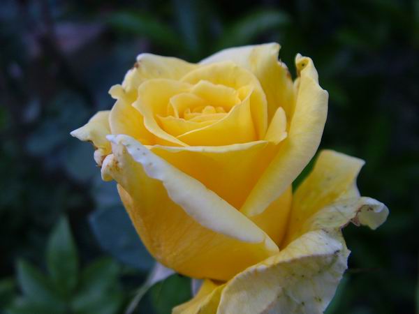 ż�Ļ���ż��Ժ��