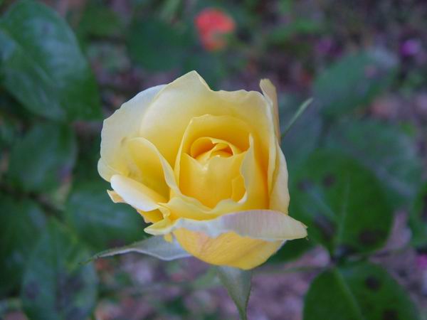 ż�Ļ���ż��Ժ��