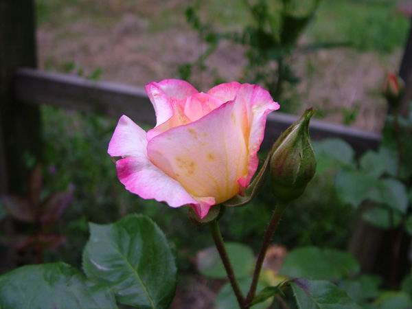 ż�Ļ���ż��Ժ��