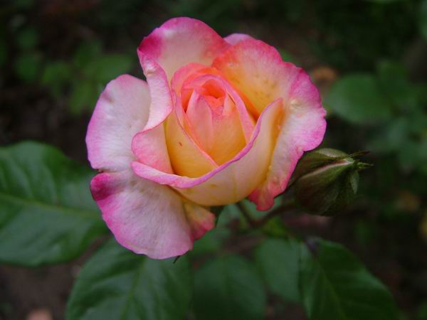 ż�Ļ���ż��Ժ��