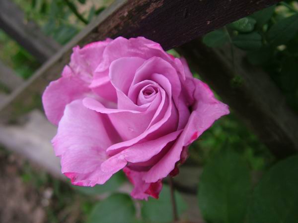 ż�Ļ���ż��Ժ��