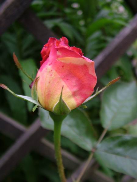 ż�Ļ���ż��Ժ��