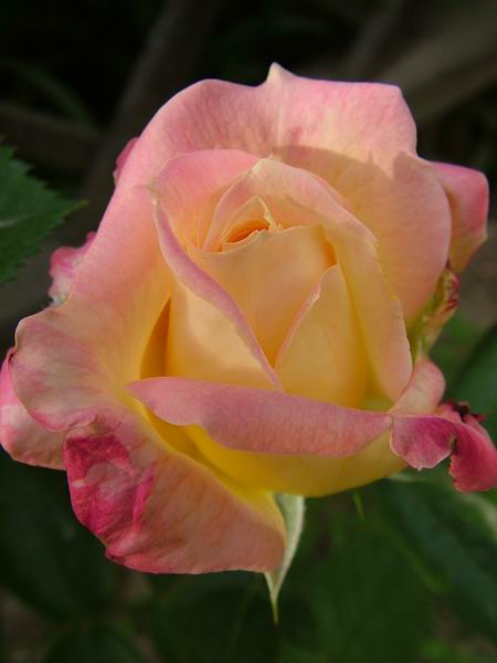 ż�Ļ���ż��Ժ��