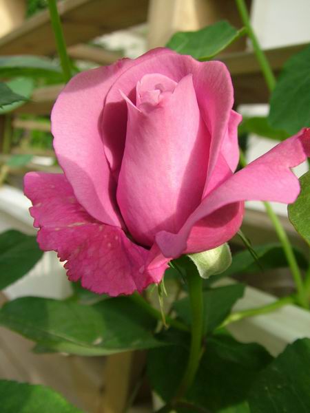 ż�Ļ���ż��Ժ��