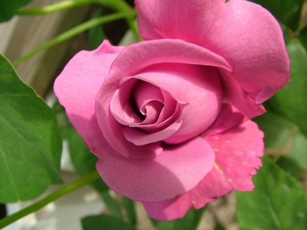 ż�Ļ���ż��Ժ��