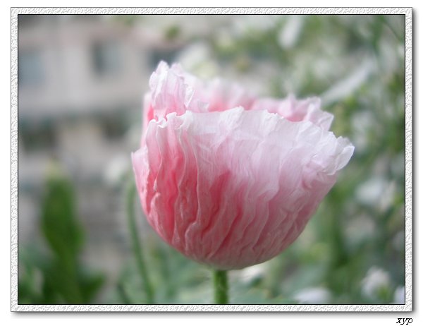 �����˿���