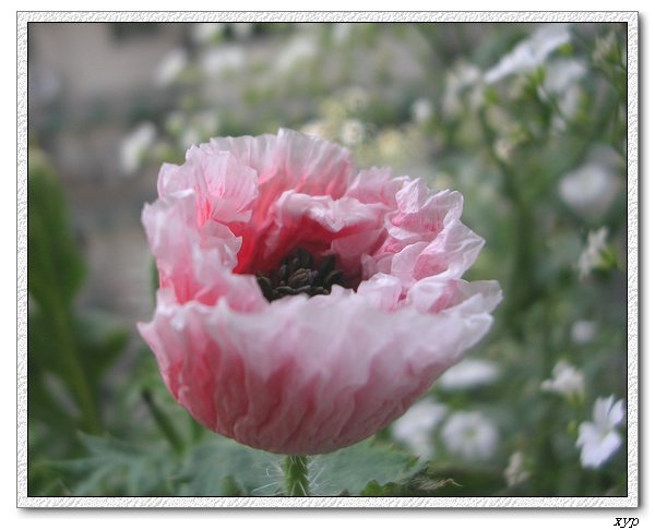 �����˿���