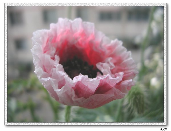 �����˿���