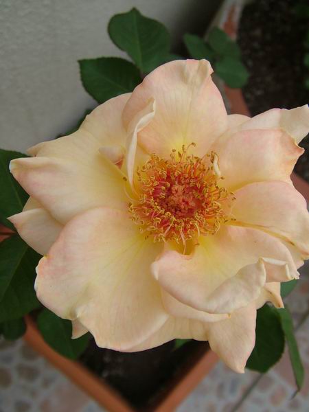 ż�Ļ���ż��Ժ��