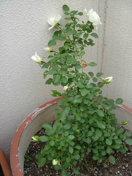 ż�Ļ���ż��Ժ��