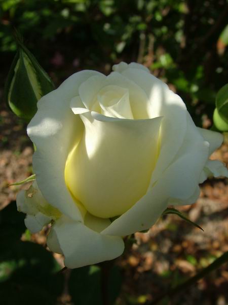 ż�Ļ���ż��Ժ��