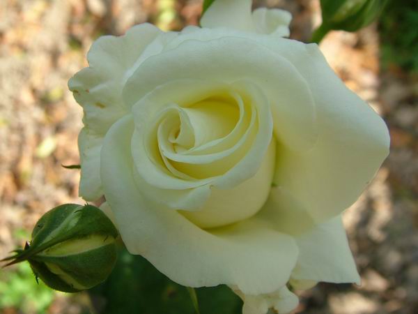 ż�Ļ���ż��Ժ��