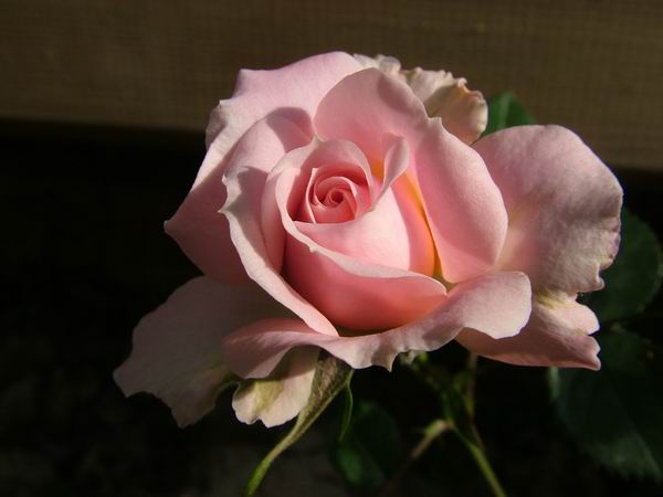 ż�Ļ���ż��Ժ��