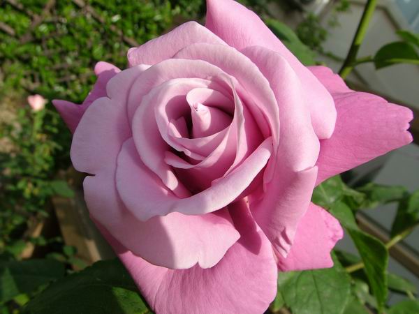 ż�Ļ���ż��Ժ��