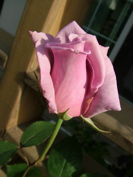 ż�Ļ���ż��Ժ��