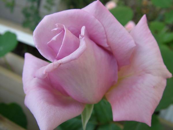 ż�Ļ���ż��Ժ��