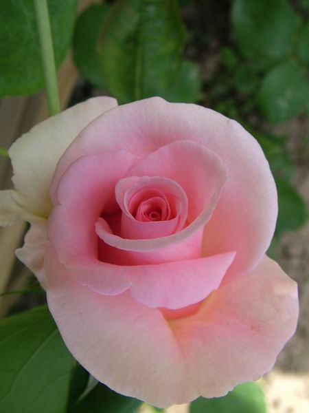 ż�Ļ���ż��Ժ��