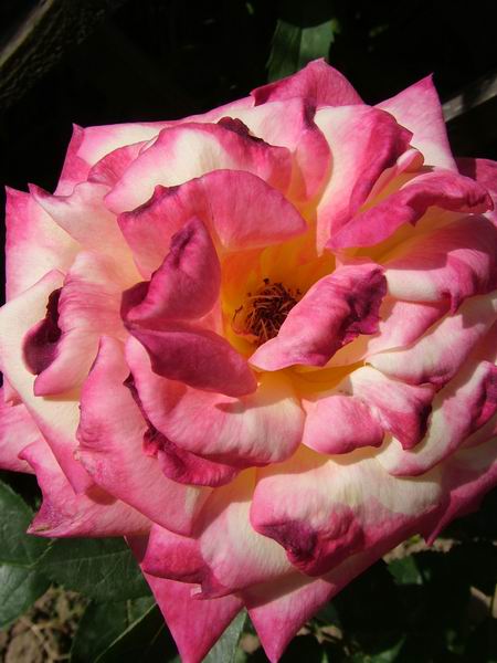 ż�Ļ���ż��Ժ��