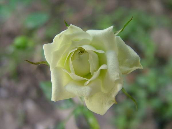 ż�Ļ���ż��Ժ��