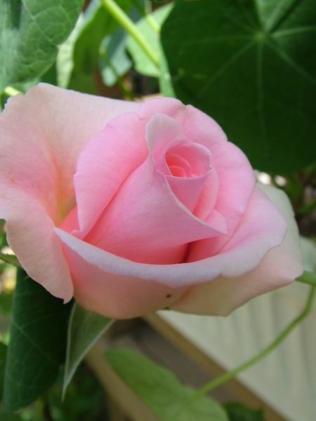 ż�Ļ���ż��Ժ��