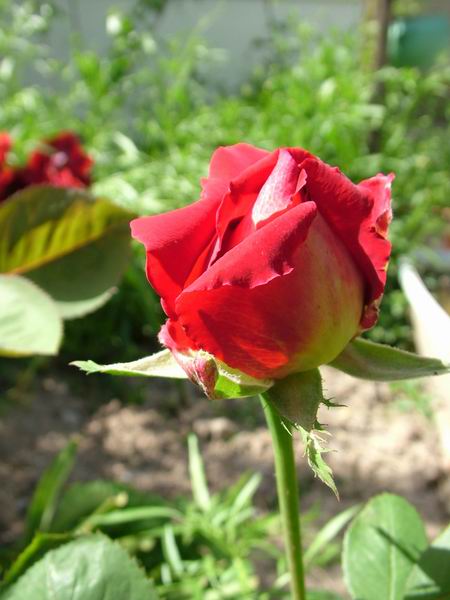 ż�Ļ���ż��Ժ��